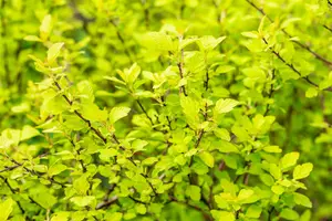 Physocarpis opulif. 'Tiny Wine Gold' ? - 30-40 CM C3 - image 4