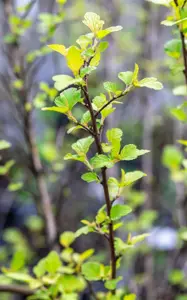 Physocarpis opulif. 'Tiny Wine Gold' ?