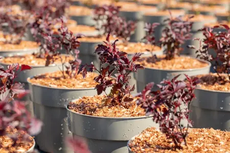 Physocarpus opulif. 'All Black'? - 3 Ltr pot - image 2
