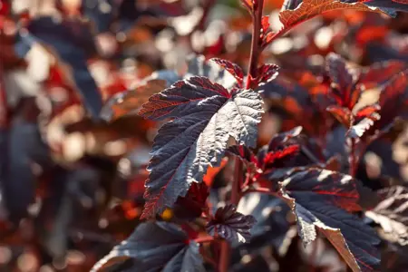Physocarpus opulif. 'All Black'? - 3 Ltr pot - image 4