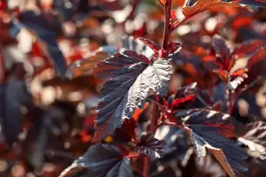 Physocarpus opulif. 'All Black'? - 3 Ltr pot - image 4