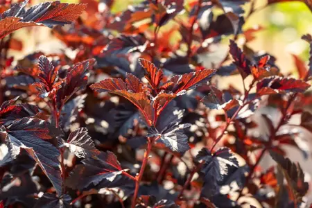 Physocarpus opulif. 'All Black'? - 3 Ltr pot - image 5