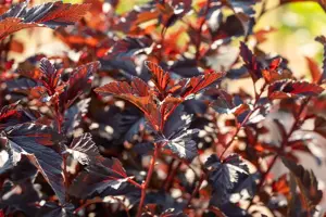 Physocarpus opulif. 'All Black'? - 3 Ltr pot - image 5