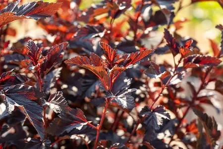 Physocarpus opulif. 'All Black'? - 60-70 CM C10 - image 5