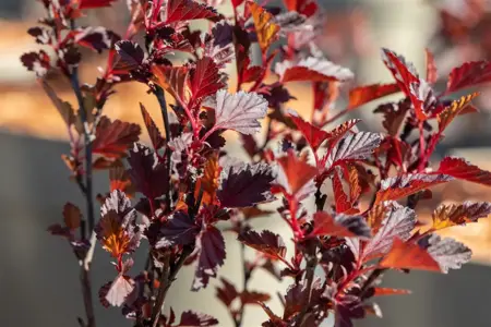 Physocarpus opulif. 'All Black'? - 3 Ltr pot - image 3
