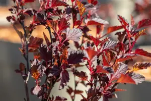 Physocarpus opulif. 'All Black'? - 3 Ltr pot - image 3