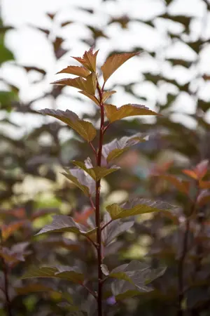 Physocarpus opulif. 'Amber Jubilee'? - 60-80 CM C10 - image 1