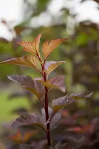 Physocarpus opulif. 'Amber Jubilee'? - 60-80 CM C10 - image 3