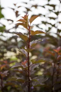 Physocarpus opulif. 'Amber Jubilee'? - 125-150 CM C90 - image 5