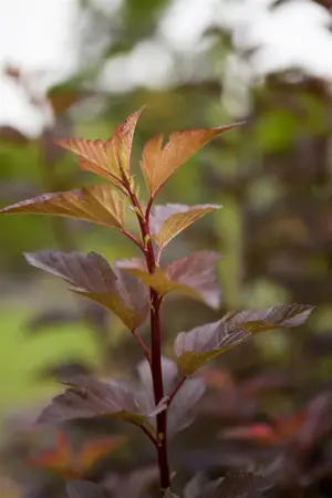 Physocarpus opulif. 'Amber Jubilee'? - 125-150 CM C90 - image 3