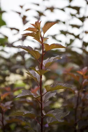 Physocarpus opulif. 'Amber Jubilee'? - 30-40 CM C3 - image 1