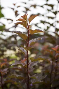 Physocarpus opulif. 'Amber Jubilee'?