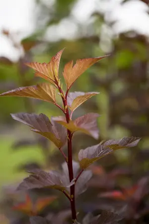 Physocarpus opulif. 'Amber Jubilee'? - 30-40 CM C3 - image 3