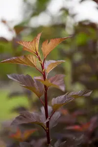 Physocarpus opulif. 'Amber Jubilee'? - 30-40 CM C3 - image 3