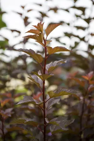 Physocarpus opulif. 'Amber Jubilee'? - 40-50 CM C3 - image 1