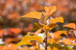 Physocarpus opulif. 'Amber Jubilee'? - 60-80 CM C10 - image 4