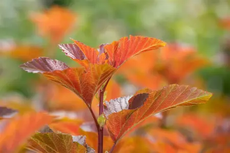 Physocarpus opulif. 'Amber Jubilee'? - 60-80 CM C10 - image 5
