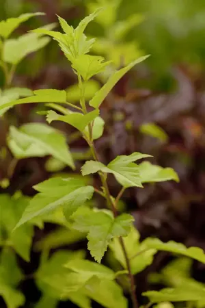 Physocarpus opulif. 'Angel's Gold'? - 3 Ltr pot - image 1