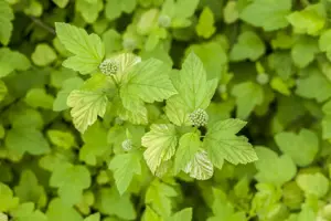 Physocarpus opulif. 'Angel's Gold'? - 3 Ltr pot - image 2