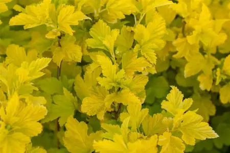 Physocarpus opulif. 'Angel's Gold'? - 3 Ltr pot - image 3
