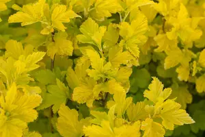 Physocarpus opulif. 'Dart's Gold' - 50-60 CM C6.5 - image 3
