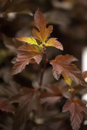 Physocarpus opulif. 'Diable D'Or' - P10.5 - image 1