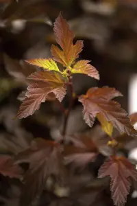 Physocarpus opulif. 'Diable D'Or'