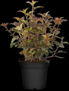Physocarpus opulif. 'Diable D'Or' - P10.5 - image 3