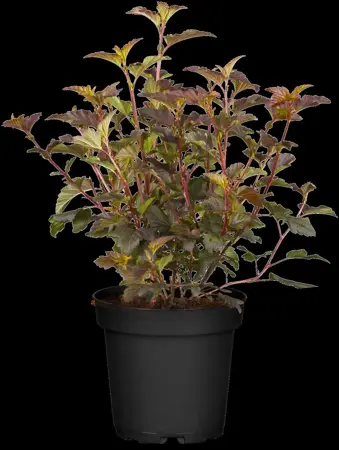 Physocarpus opulif. 'Diable D'Or' - 100-125 CM C15 - image 3