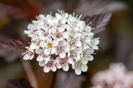 Physocarpus opulif. 'Diable D'Or' - P10.5 - image 2