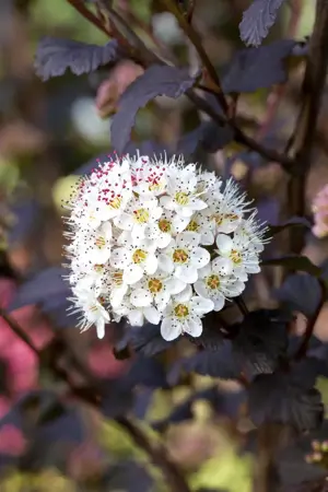 Physocarpus opulif. 'Diabolo' - 1.5 Ltr pot - image 5