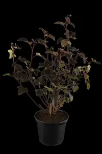 Physocarpus opulif. 'Diabolo' - 200-225 CM RB - image 1