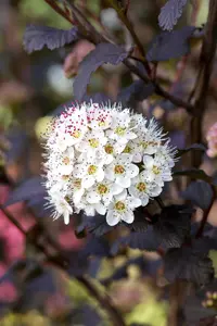 Physocarpus opulif. 'Diabolo' - 175-200 CM C30 - image 5