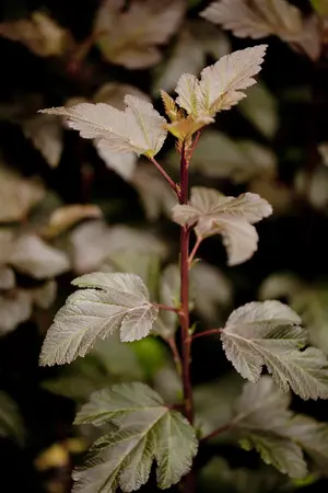 Physocarpus opulif. 'Diabolo' - 50-60 CM C7.5 - image 4