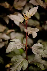 Physocarpus opulif. 'Diabolo' - 50-60 CM C7.5 - image 4