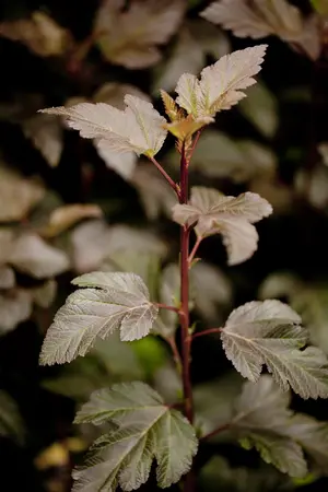 Physocarpus opulif. 'Diabolo' - 40-50 CM C10 - image 2