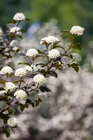 Physocarpus opulif. 'Diabolo' - 80-100 CM C20 - image 5