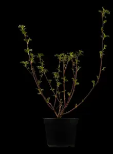 Physocarpus opulif. 'Diabolo' - 90 CM STEM C12 - image 2