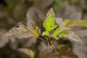 Physocarpus opulif. 'Diabolo' - 1.5 Ltr pot - image 3