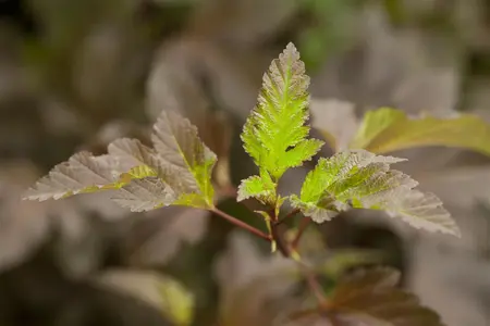 Physocarpus opulif. 'Diabolo' - 40-50 CM C10 - image 1