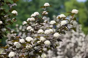 Physocarpus opulif. 'Diabolo' - 40-50 CM C10 - image 4