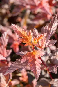 Physocarpus opulif. 'Little Angel' - LINERS 28 CEL TRAY P8 SIZE - image 3
