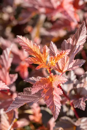 Physocarpus opulif. 'Little Angel' - P9 - image 3