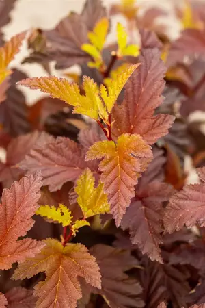 Physocarpus opulif. 'Little Angel' - LINERS 28 CEL TRAY P8 SIZE - image 1