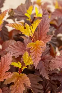Physocarpus opulif. 'Little Angel'