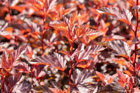 Physocarpus opulif. 'Little Angel' - 3 Ltr pot - image 5