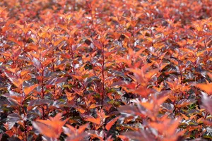 Physocarpus opulif. 'Little Angel' - LINERS 28 CEL TRAY P8 SIZE - image 5