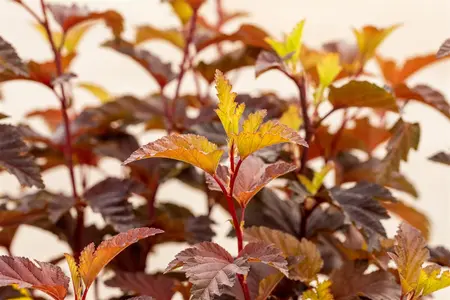 Physocarpus opulif. 'Little Angel' - LINERS 28 CEL TRAY P8 SIZE - image 2