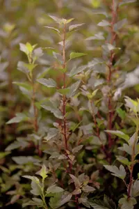 Physocarpus opulif. 'Little Devil'? - P10.5 - image 5