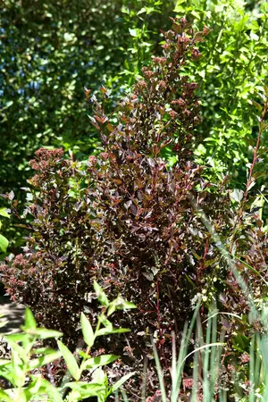Physocarpus opulif. 'Little Devil'? - 50-60 CM C10 - image 2